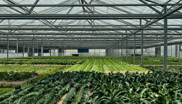 公司建网站如何提升网页性能